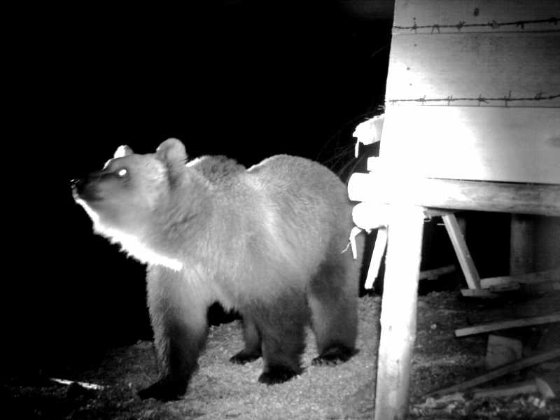 Non è un paesaggio per teddy bear: la doppia faccia (e minaccia) degli orsi