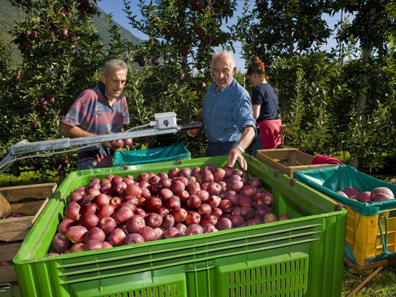 La raccolta delle mele in Valtellina (foto Giovanni Mereghetti/Education Images/Universal Images Group via Getty Images) <br />