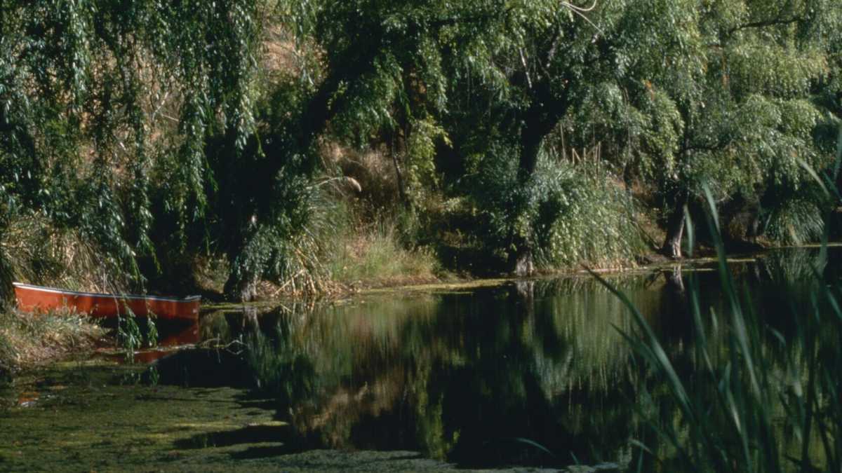 Immagine di Oltre l’Antropocene con la palude del nostro immaginario da cambiare