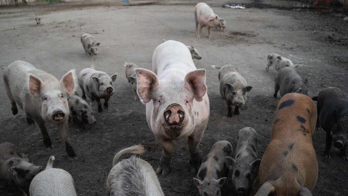 Immagine di Lollobrigida, il disastro della peste suina e la lezione sarda
