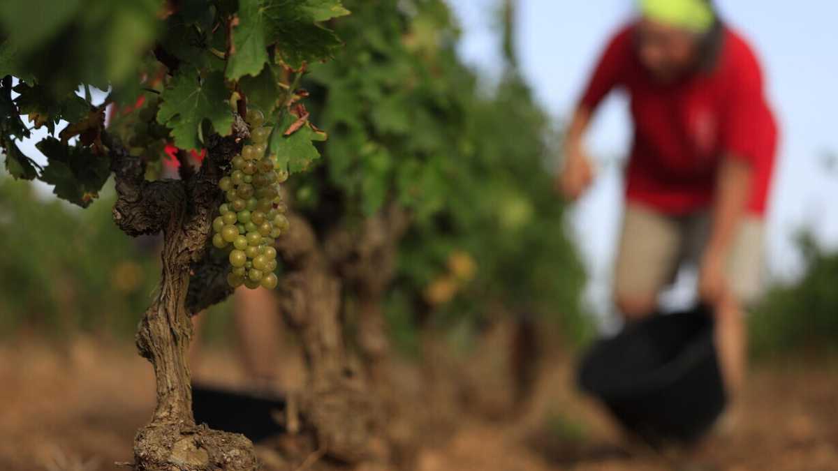Immagine di Il vino naturale è ipocrita