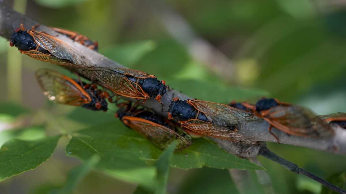 Immagine di La cicale e i numeri primi: il ruolo della matematica nella spiegazione scientifica