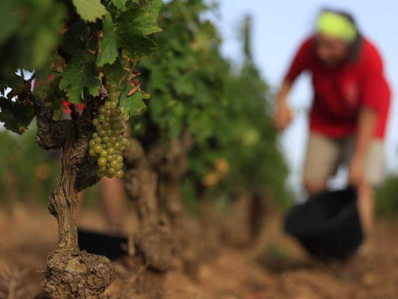 Il vino naturale è ipocrita
