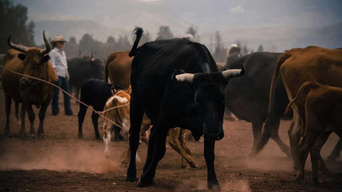 Immagine di Cenette a lume di toro
