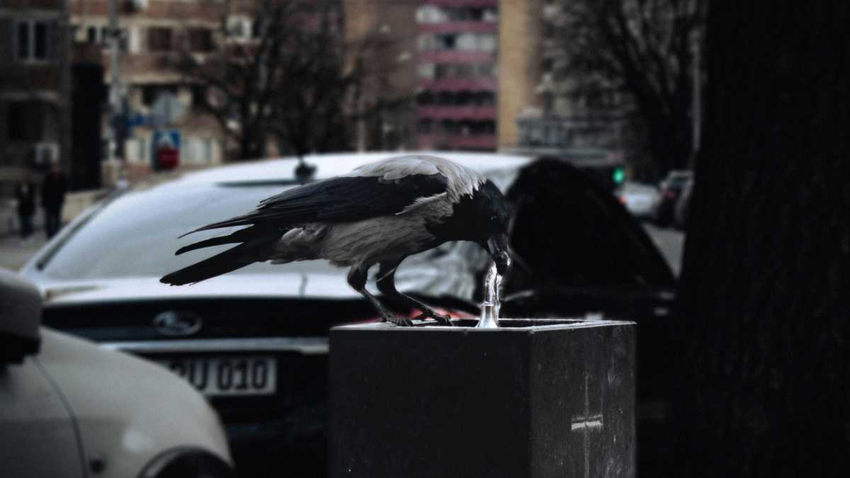 Immagine di Il golpe delle cornacchie a Milano