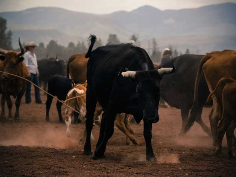 Foto Unsplash
