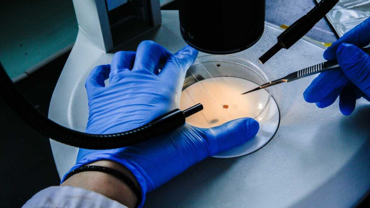 Immagine di Medicina evoluzionistica: controllare l’evolvibilità per curare