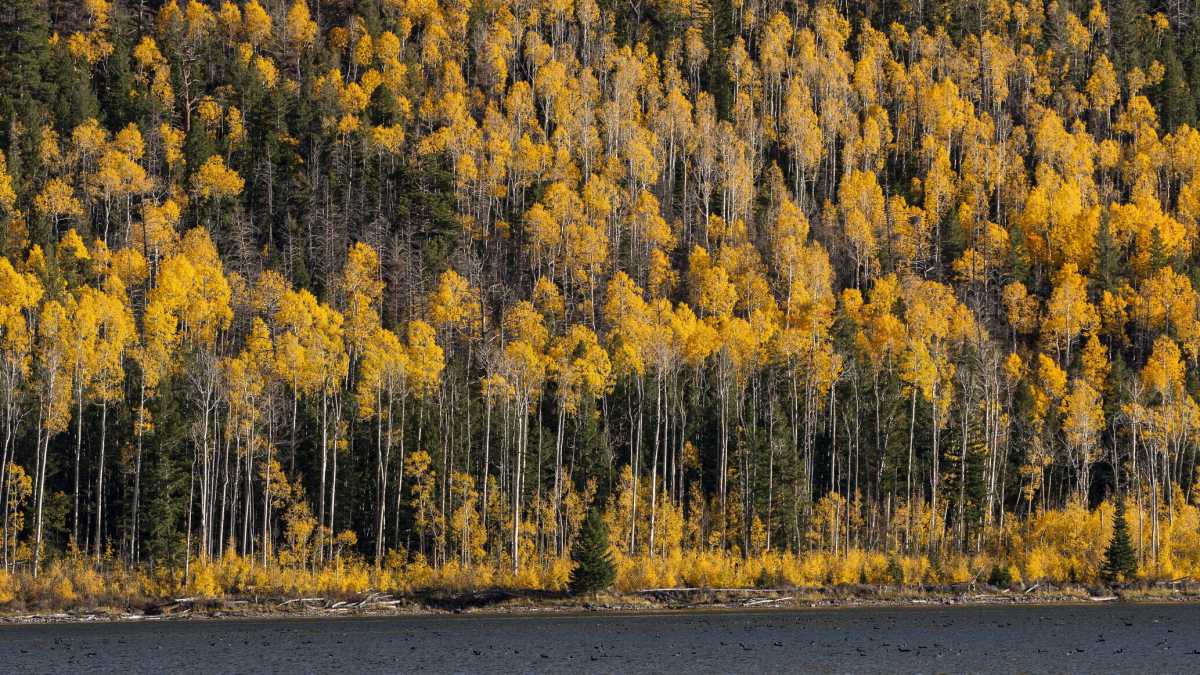 Immagine di Trascorrere 40 mila anni, vivi e vegeti: il caso di Pando in Utah