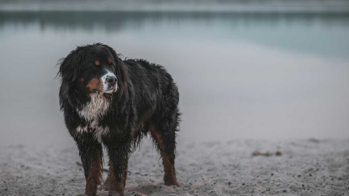 Immagine di Il cane con l'impermeabile e un'Italia in cui nulla più segue la propria natura