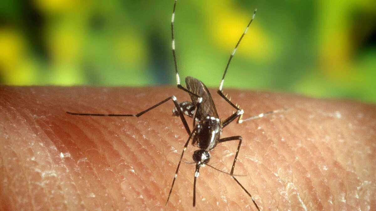 Immagine di Cos'è la Dengue