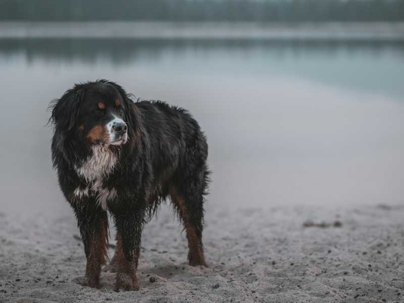 Un cane bovaro bernese (foto Unsplash)