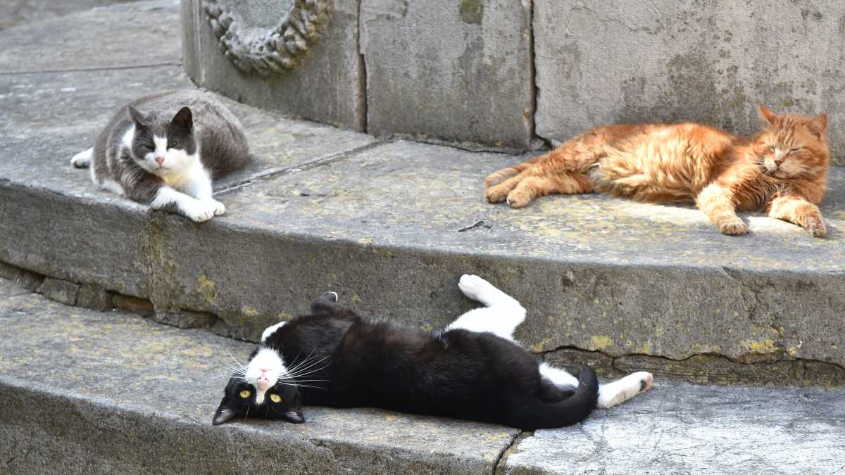 Immagine di Tutti i “no” che aiutano a crescere e la distopia del terzo gatto