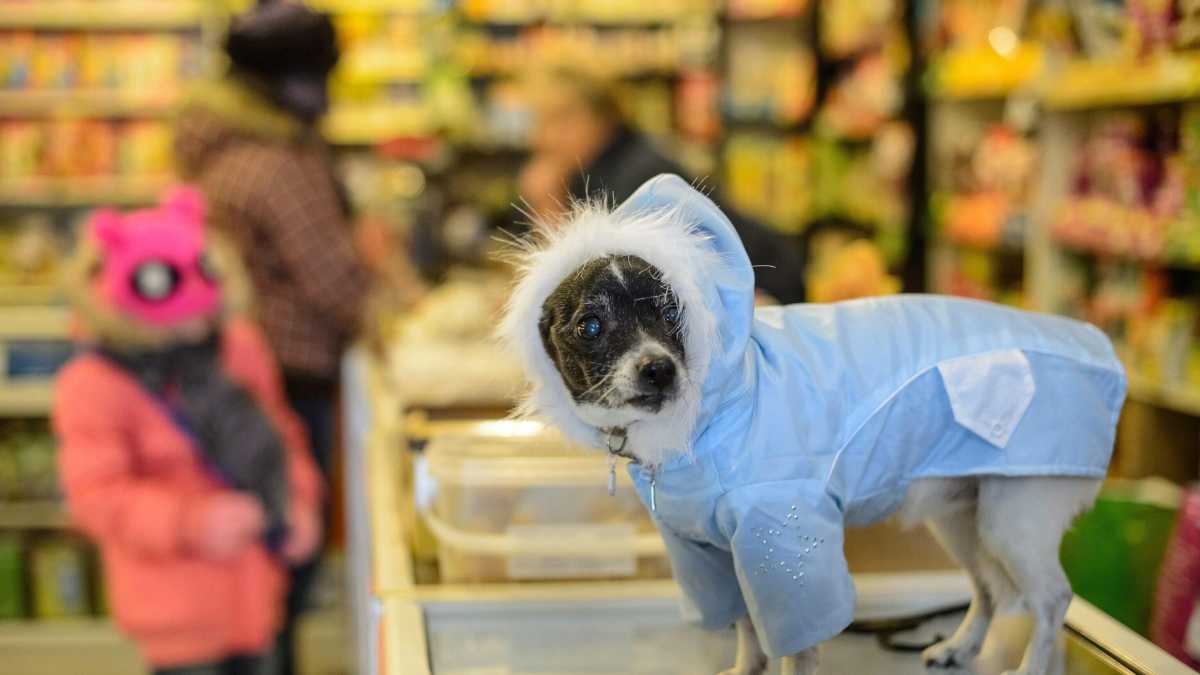 Immagine di Non c'è speranza, ma non smetterò di scrivere contro l'umanizzazione degli animali
