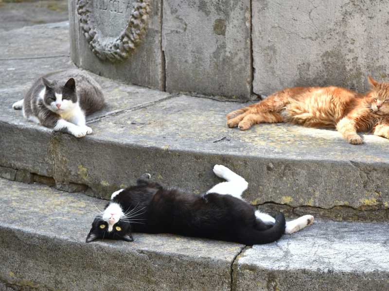 Tutti i “no” che aiutano a crescere e la distopia del terzo gatto