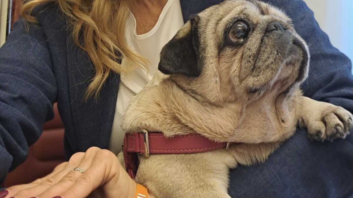 Immagine di Animali in Parlamento? Sì, ma solo se eletti