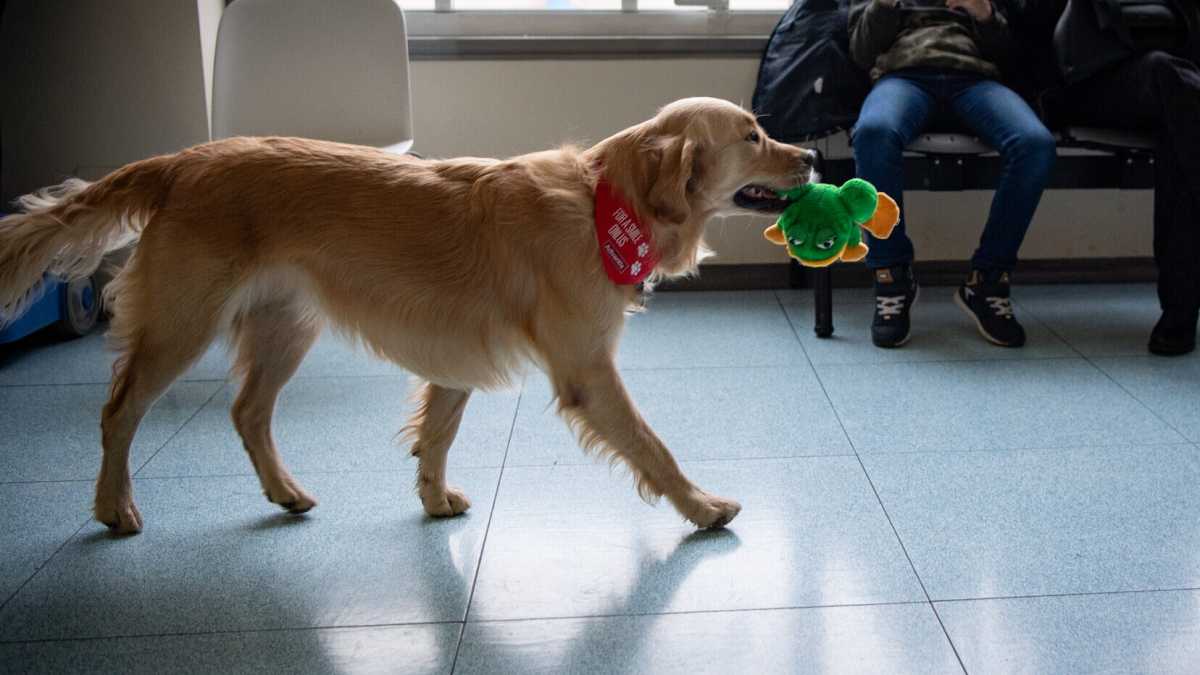 Immagine di Un cane. Se non l’hai avuto, non puoi capire