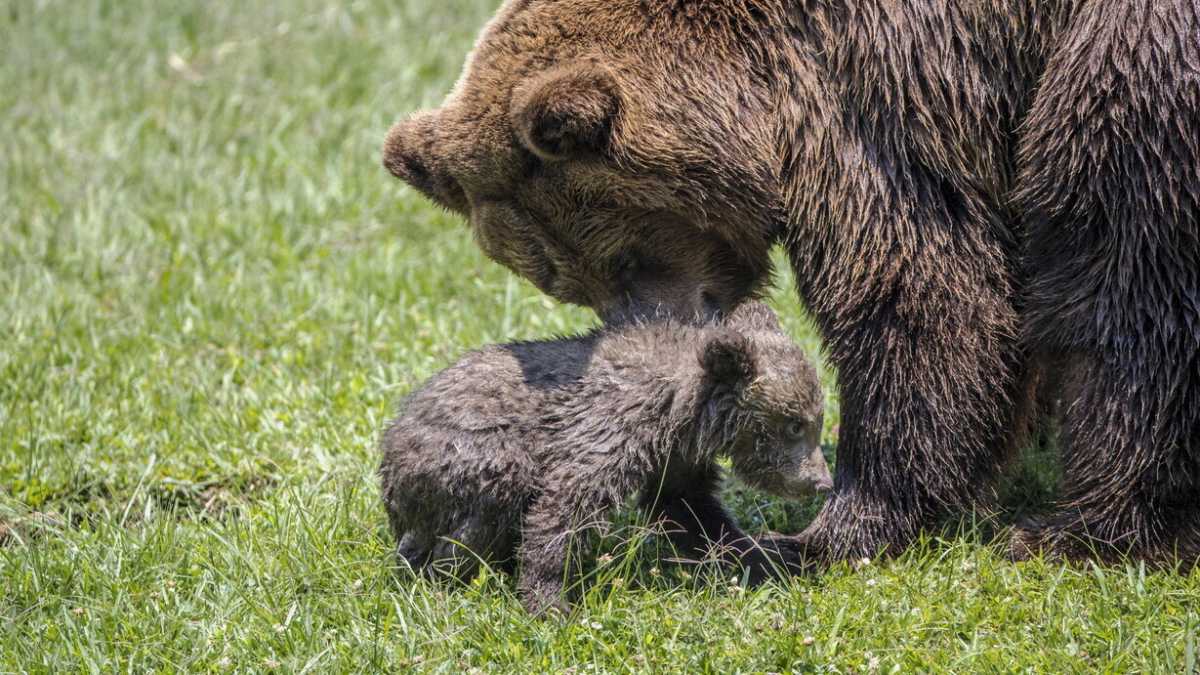 Immagine di Abrogare orsi e lupi?