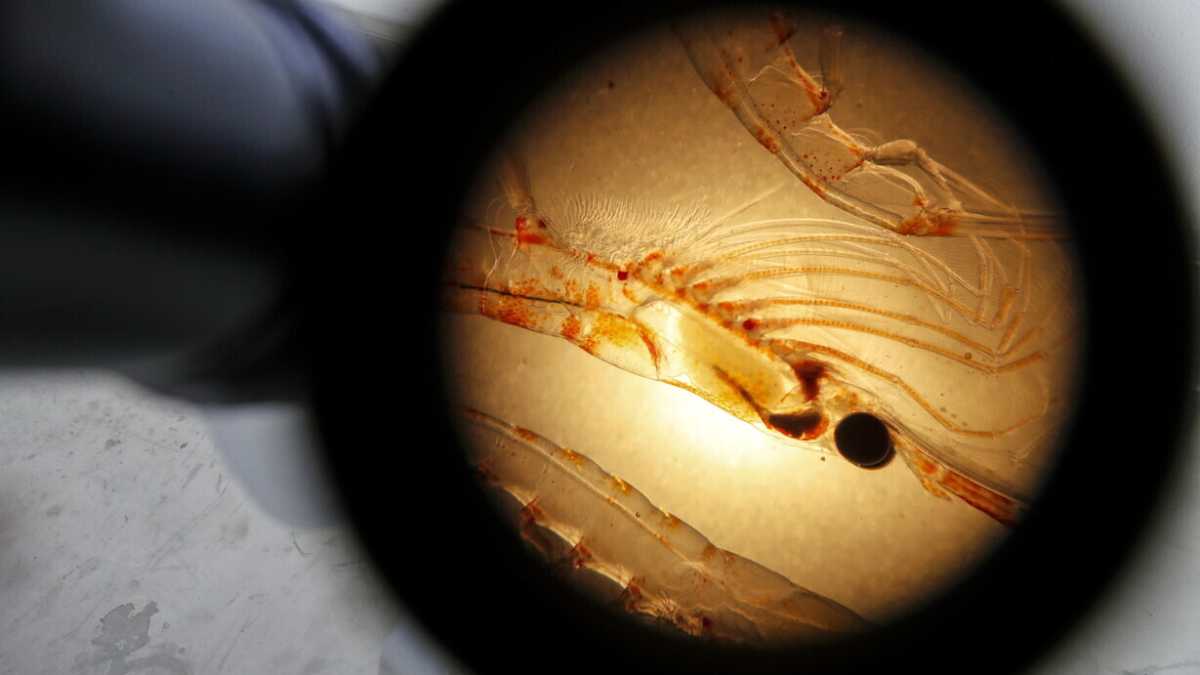 Immagine di Pechino è green? Chiedetelo ai krill