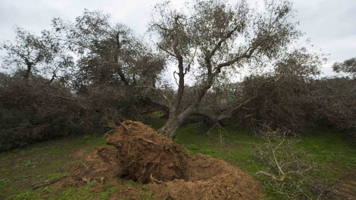 Immagine di Come combattere Xylella usando l'Rna