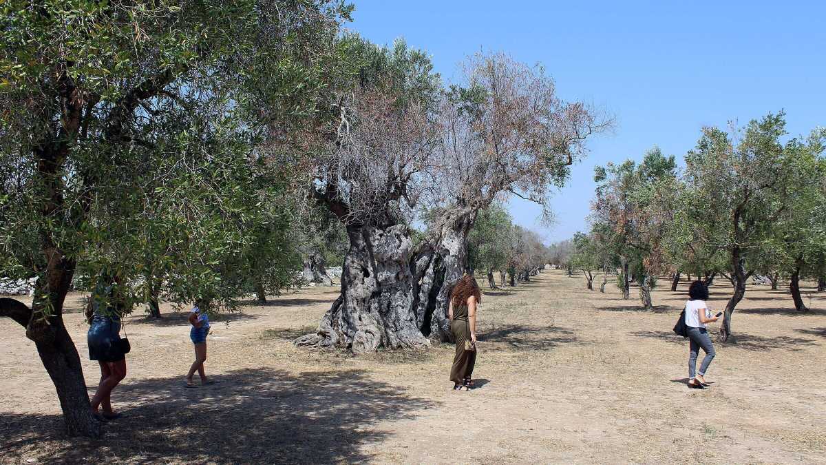 Immagine di Come resistere alla Xylella