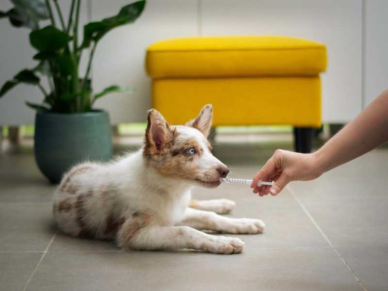 Per diventare grandi bisogna ricordarsi la medicina del cane. Ma che disperazione