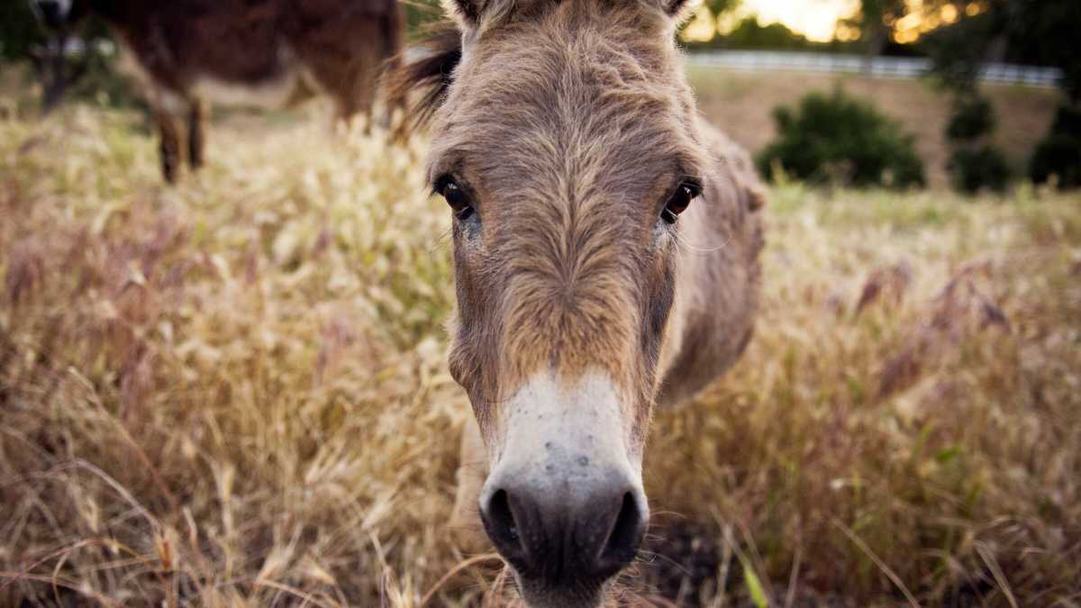 Immagine di Non ci sarà un po' di ipocrisia sui mulatti?