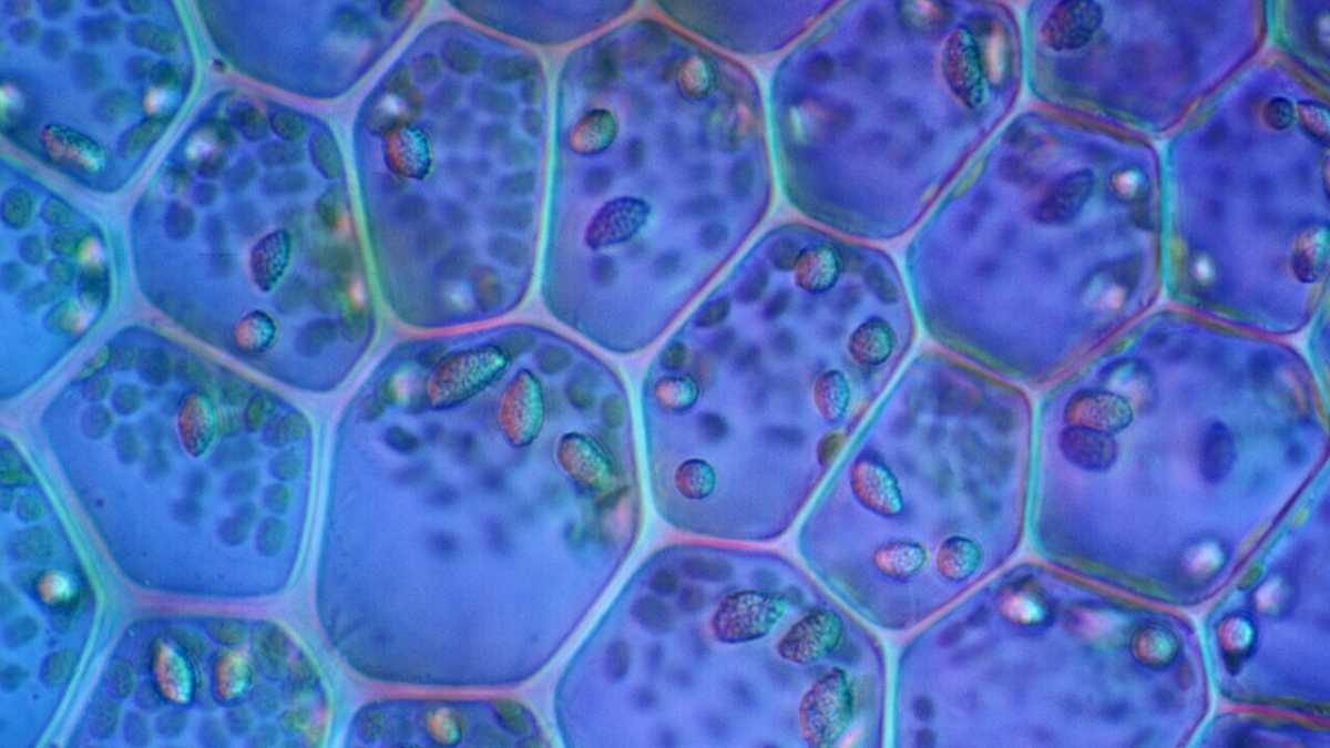 Immagine di La memoria del corpo: le cellule non neuronali possono imparare e ricordare