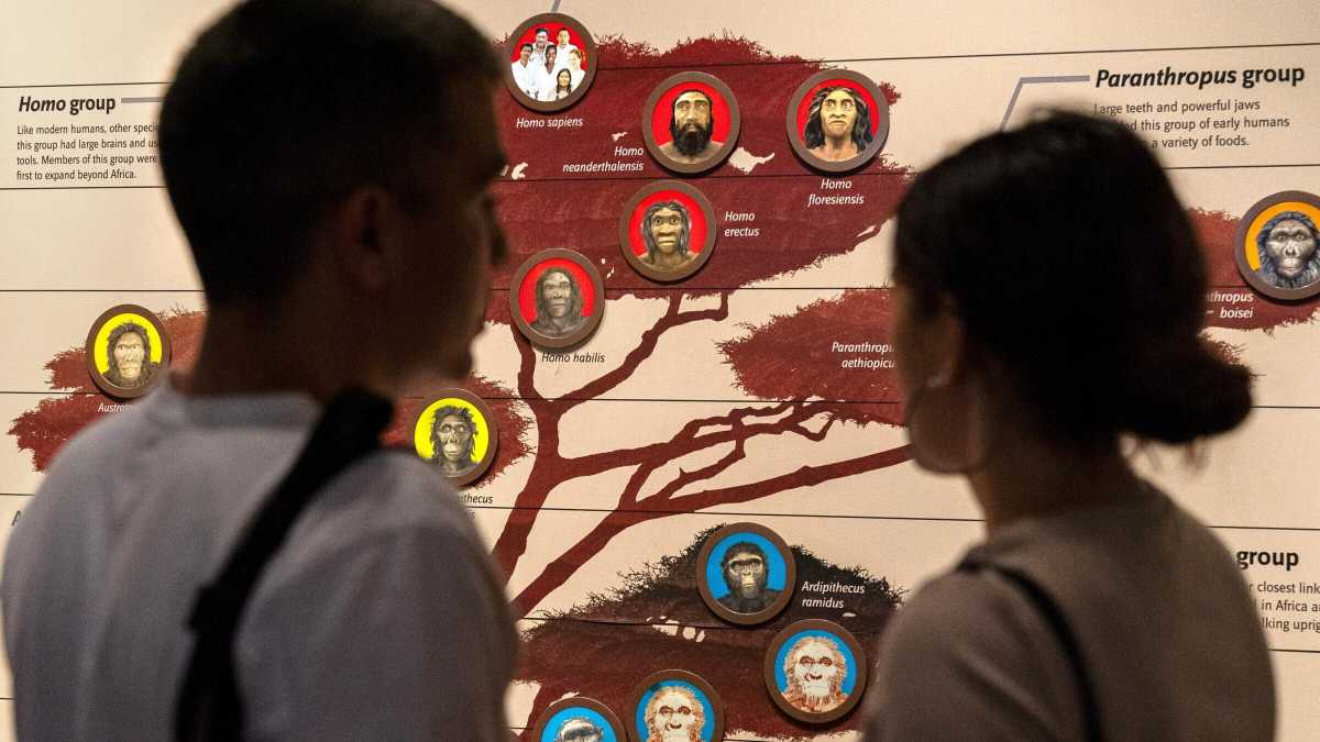 Immagine di Evoluzione ad albero o a rete? Dipende da cosa studiamo