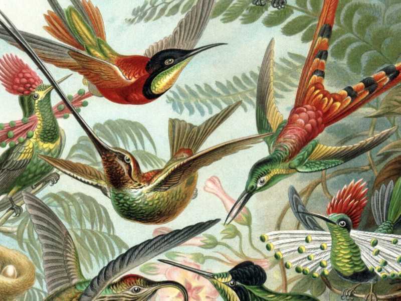 Ernst Haeckel, "Kunstformen der Natur" (1904)
