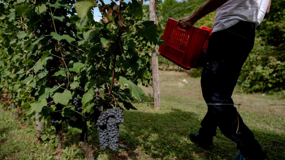 Immagine di La débâcle della biodinamica in vigna