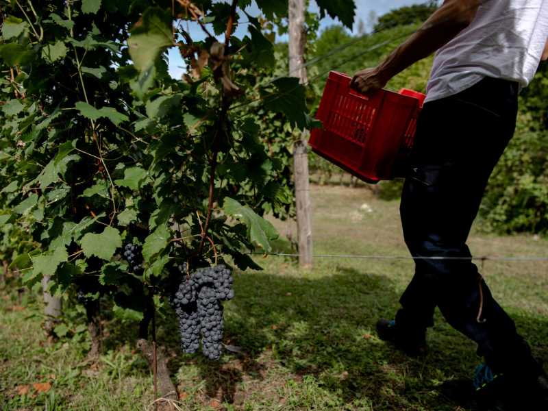 La débâcle della biodinamica in vigna