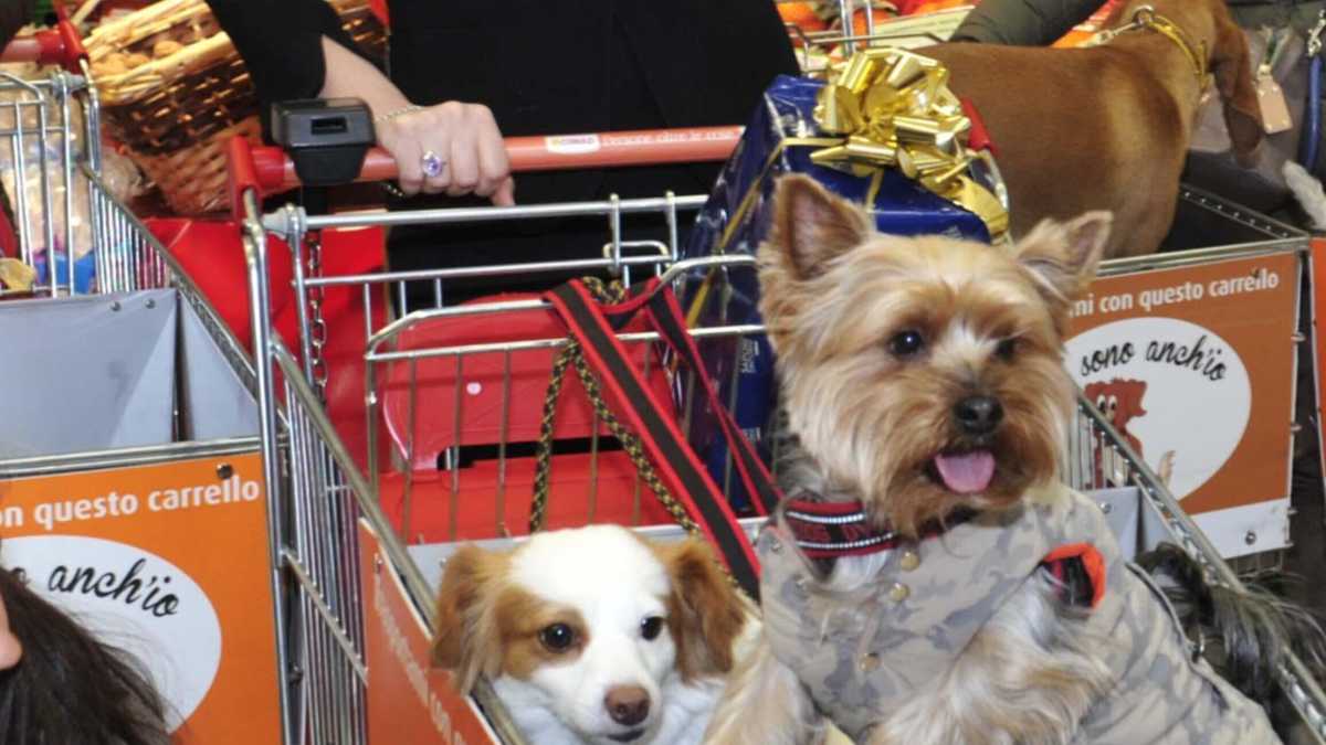 Immagine di Macché buon Natale: buon Canile!