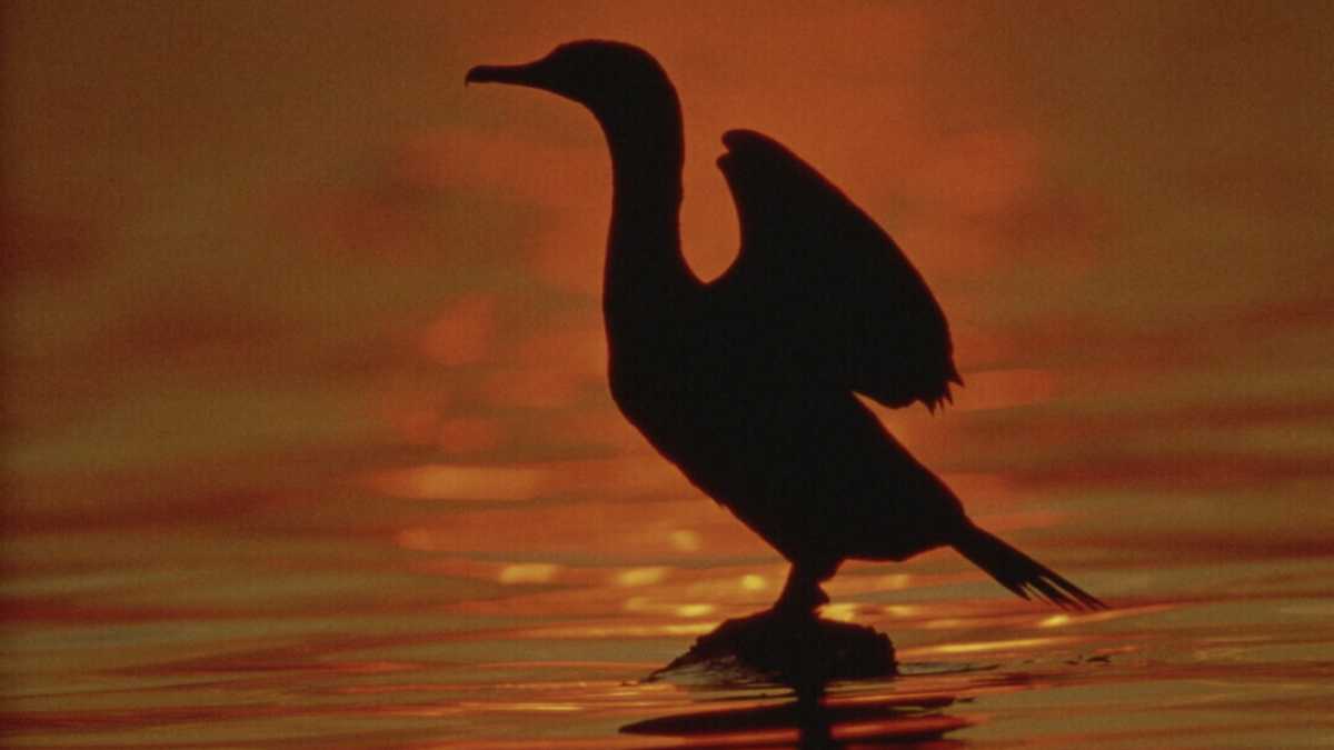 Immagine di Si può perdere la fiducia negli esseri umani, ma come si può perderla nei cormorani?