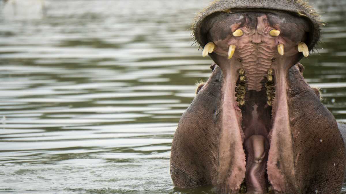 Immagine di Il ragazzo che si slogava la mascella sbadigliando