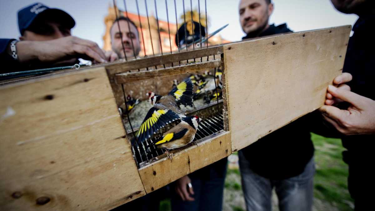 Immagine di Non c’è Napoli senza cardillo