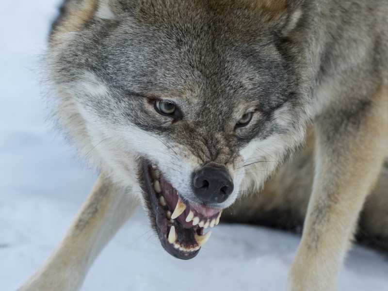 Primo piano di un lupo grigio dominante (Canis lupus) che ringhia in un parco faunistico nella Norvegia (Foto di Wolfgang Kaehler/Getty Images)&nbsp;<br />