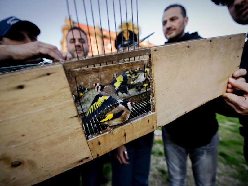 Il cardellino incorporava il sottofondo sonoro domestico di ricche e povere dimore come oggi il televisore lasciato acceso per pura compagnia (foto Ansa)&nbsp;<br />