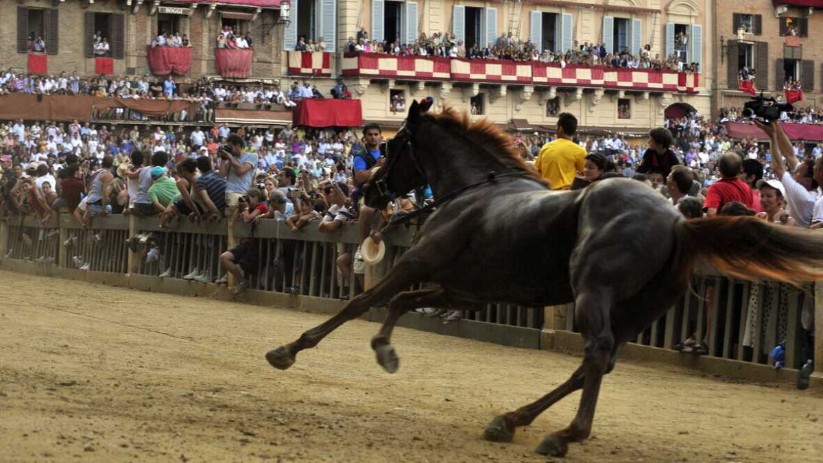Immagine di Serve un calcio libero, come un cavallo scosso