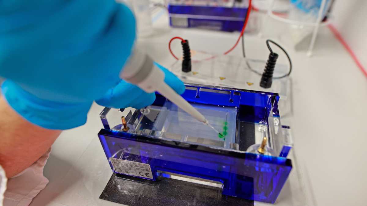Immagine di Il grande successo delle cellule sintetiche