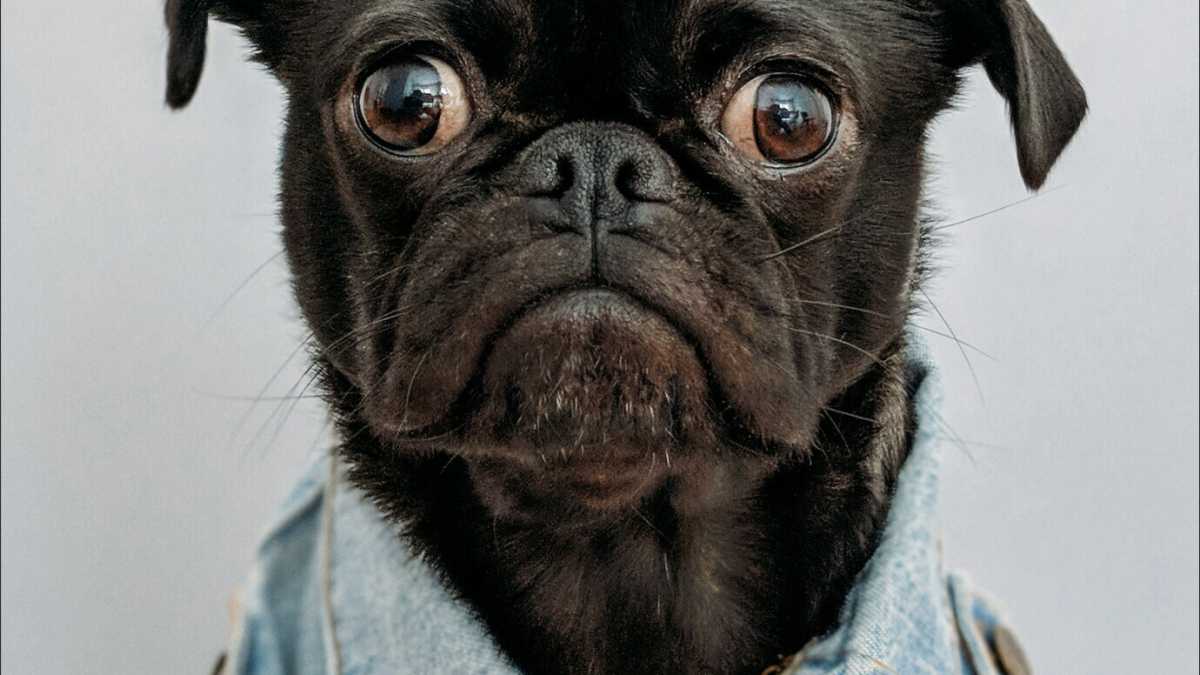 Immagine di Sono nemico degli animali, ma certi cani snaturati rispetto all'origine lupesca fanno pietà