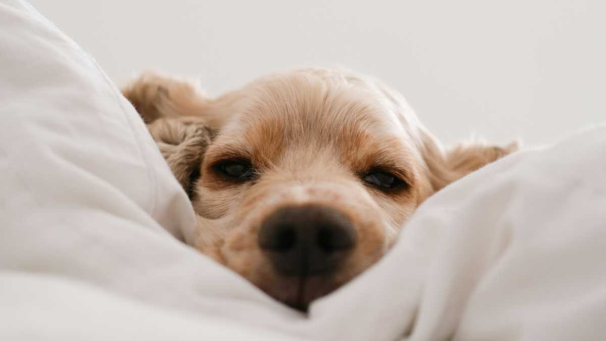 Immagine di Raccontare il "pensiero cagnolino" con il più antico degli espedienti letterari