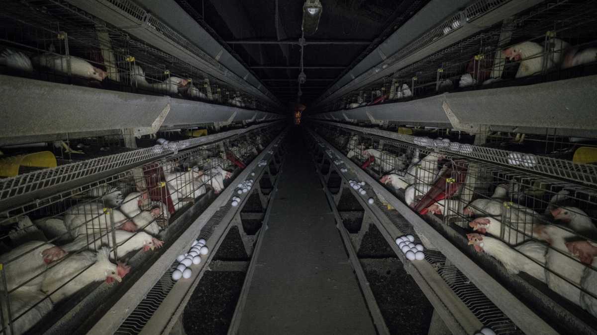 Immagine di Galline in affitto negli Stati Uniti