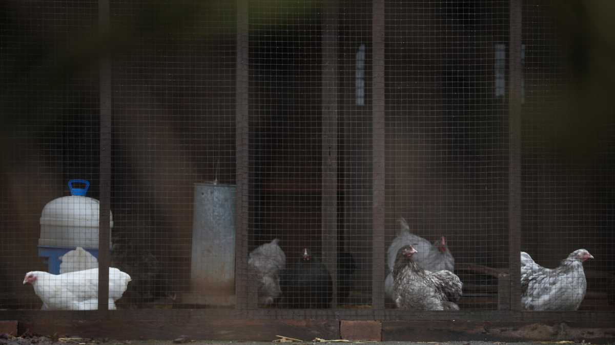 Immagine di L'influenza aviaria non minaccia solo gli animali, ma la stabilità economica di un intero settore