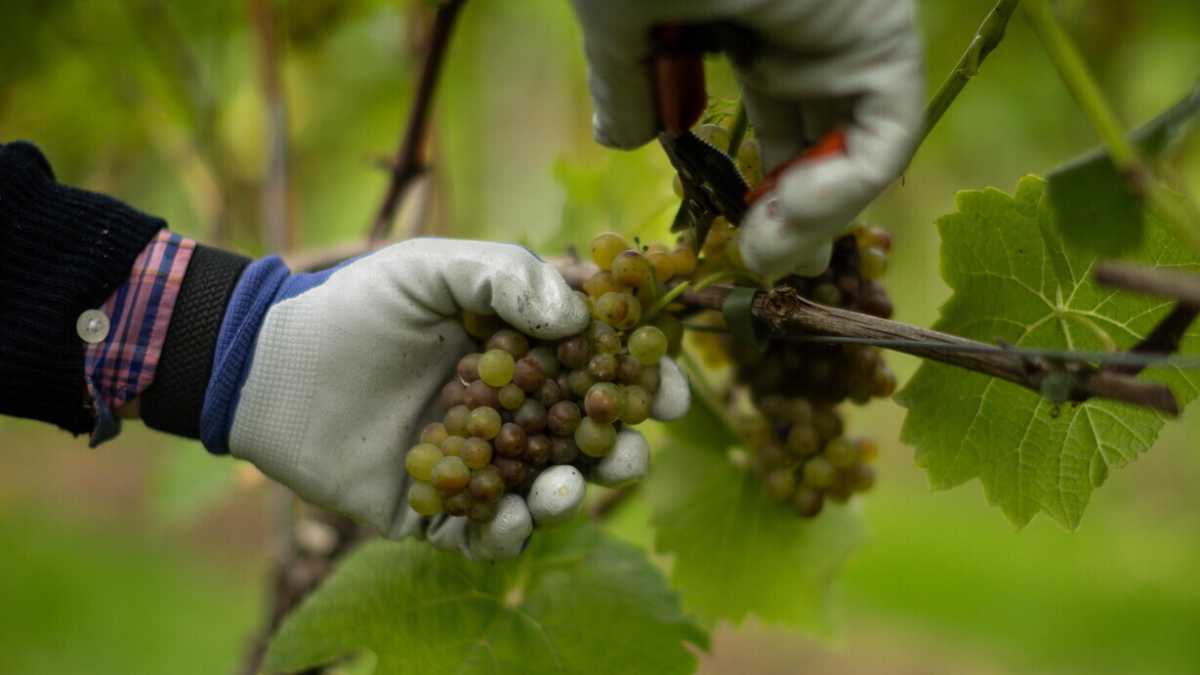 Immagine di I danni e l'ipocrisia degli ecoterroristi che distruggono piante di vite in Valpolicella
