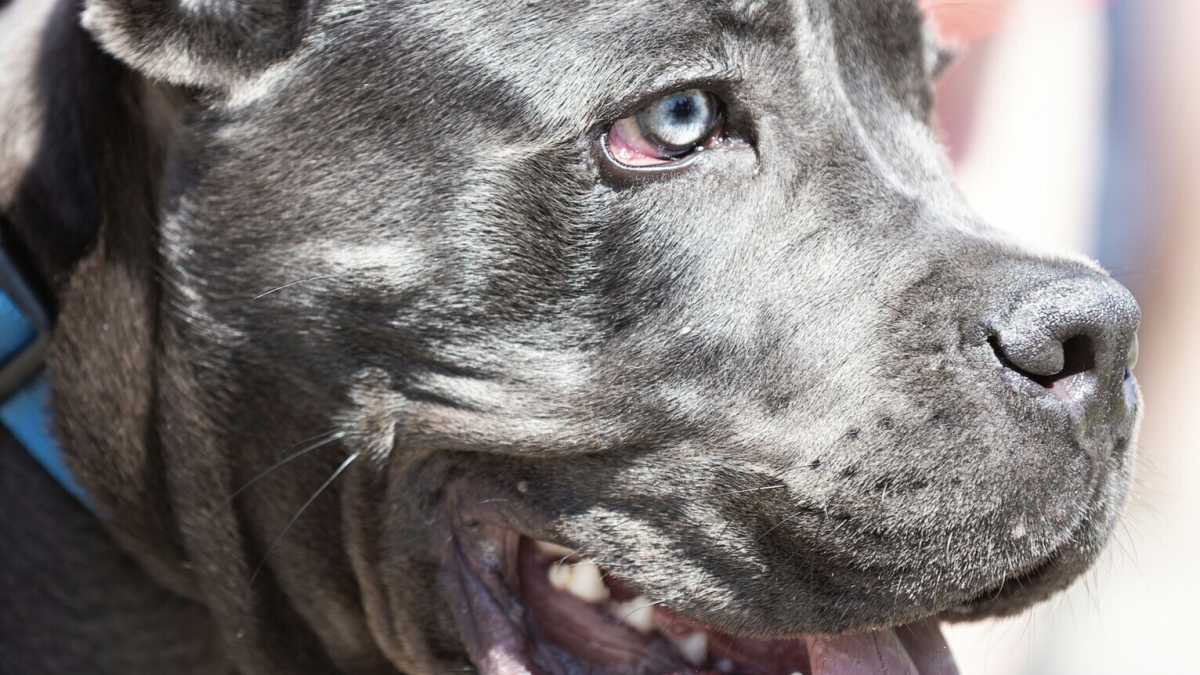 Immagine di Con i pitbull l'amore per gli animali non c'entra, è solo narcisismo testosteronico