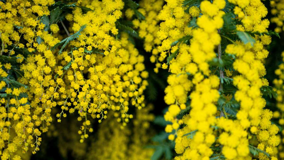 Immagine di Chi decide se una festa è importante, se le mimose sono belle