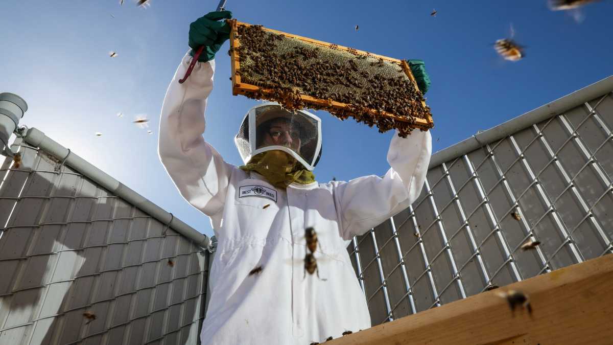 Immagine di Dopo le uova, il miele. Ma la scarsità di impollinatori è un rischio più grande