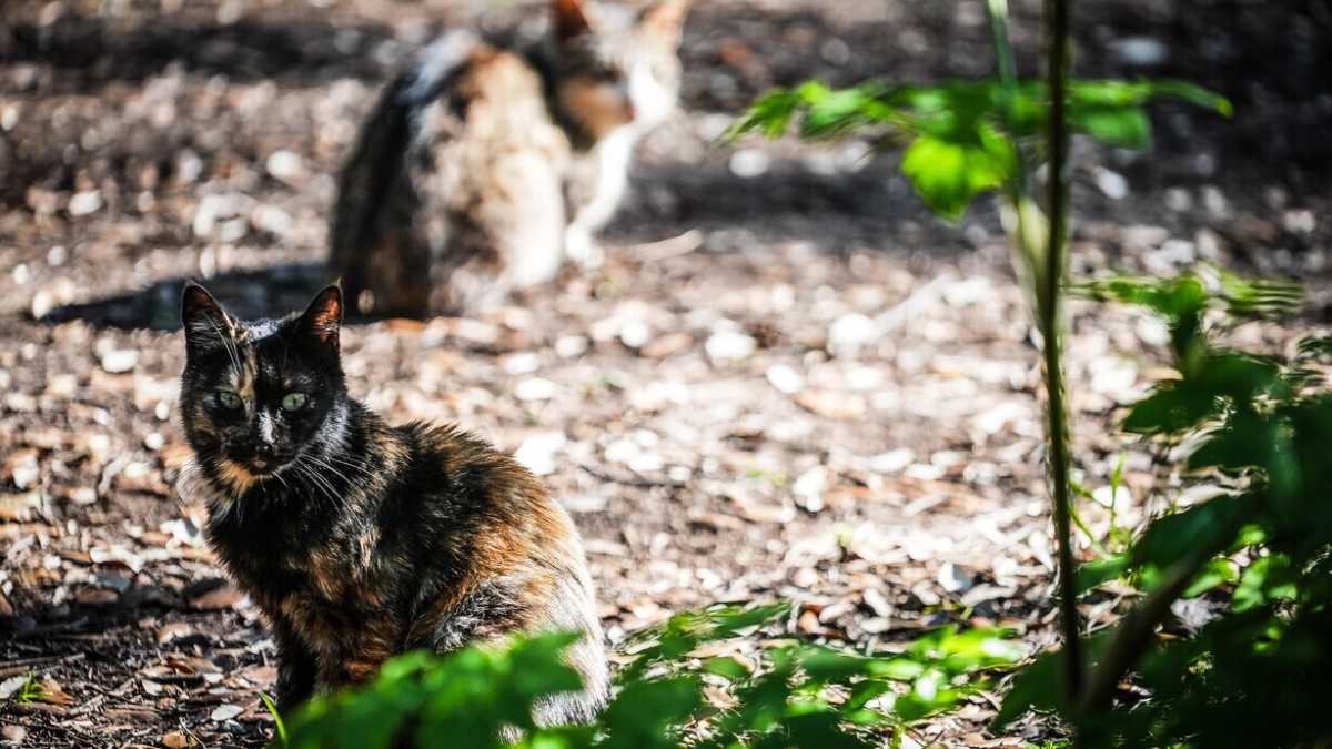 Immagine di Medicina selvatica: come gli animali curano se stessi