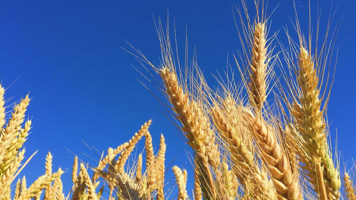 Immagine di Il grano è un ogm naturale