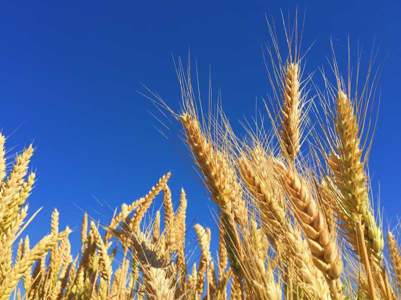 Il grano è un ogm naturale